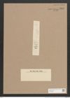 Synedra sceptrum Gutw. (de-Toni-Nr.: Genus 66, Species 2588) Zeichnungen Sammlung Grunow Nr. 5256 (NHMW-BOT-W0373635)